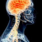 Black background with transparent profile of head and neck with x-ray style image of skeletal elements and brain and vagus nerve highlighted in orange 